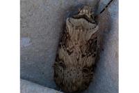 Agrotis puta