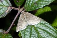 Aleucis distinctata