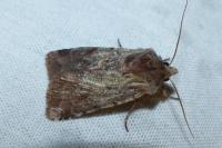 Cerastis rubricosa