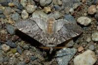 Drymonia ruficornis