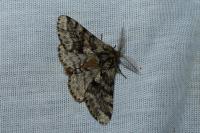 Lycia hirtaria