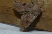 Orthosia incerta