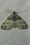 Lobophora halterata