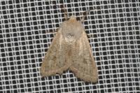 Orthosia gracilis