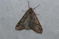 Alsophila aescularia