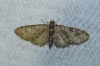 Eupithecia abbreviata