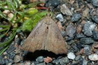 Hypena rostralis