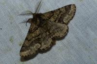 Lycia hirtaria