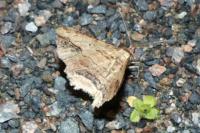 Menophra abruptaria