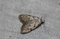 Nola confusalis