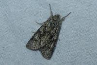 Xylocampa areola