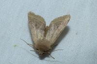 Orthosia