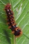 Acronicta rumicis