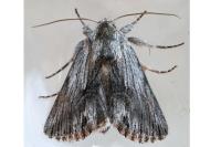 Calophasia platyptera
