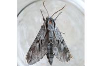 Hyloicus pinastri/maurorum
