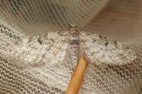 Eupithecia tantillaria