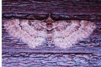 Gymnoscelis rufifasciata