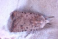 Caradrina clavipalpis