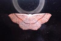 Cyclophora punctaria