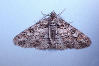 Cleora cinctaria