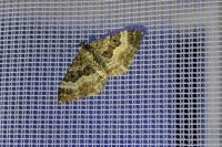 Epirrhoe alternata
