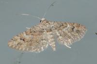 Gymnoscelis rufifasciata