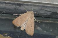 Mythimna sicula