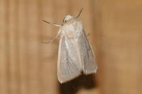 Mythimna sicula