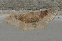 Idaea degeneraria