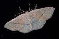 Cyclophora suppunctaria