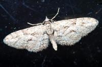 Eupithecia oxycedrata