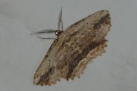 Menophra abruptaria