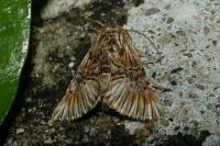 Omphalophana antirrhinii