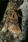 Omphalophana antirrhinii