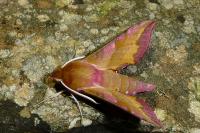 Deilephila porcellus