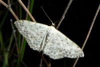 Scopula marginepunctata