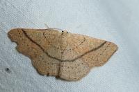 Cyclophora suppunctaria