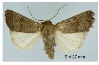 Hoplodrina ambigua