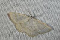 Cabera exanthemata