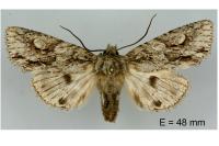 Meganephria bimaculosa
