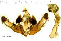 Mniotype solieri