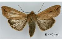 Mythimna unipuncta