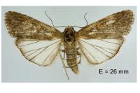 Spodoptera exigua