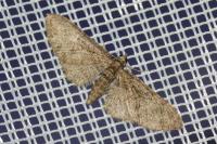Eupithecia abbreviata