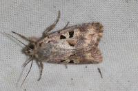 Orthosia gothica