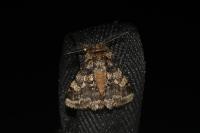 Lycia hirtaria