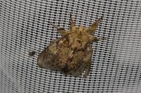 Peridea anceps