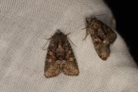 Oligia