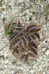 Thaumetopoea pityocampa