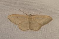 Idaea straminata